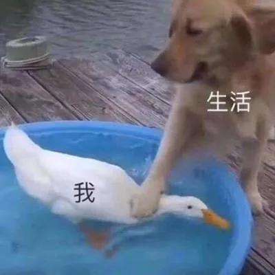 ˼Z俼·