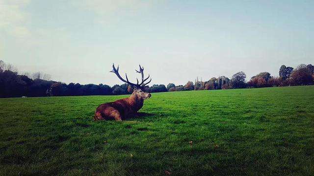 去丹麥留學各學歷的申請要求有哪些