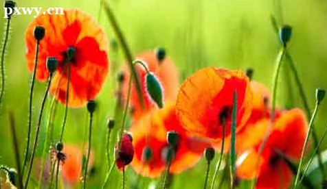 IB(yng)ԇĿʲô IB(yng)ʲô