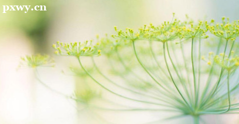 IB(yng)Cк IB(yng)ʲô